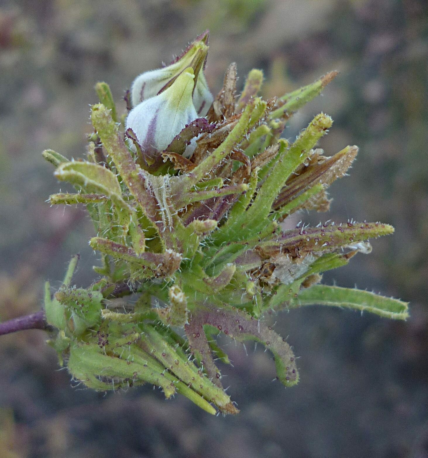 High Resolution Cordylanthus rigidus Flower